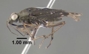 Media type: image;   Entomology 619251 Aspect: habitus lateral view